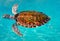 Turtles photomount in Caribbean water