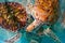 Turtles photomount in Caribbean water