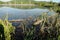 Turtles Pond Photo and Image. Painted turtles in a pond with lily pads and tree backgrounds in their environment and habitat