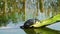 Turtles Reptile in Wild Life Nature