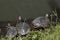 Turtles resting by the lake. Three. Close-up