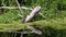 Turtles Sitting on Log in River with Green Algae and Ducks Family Swims Passing By