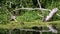 Turtles Sitting on Log in River with Green Algae and Ducks Family Swims Passing By