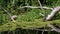 Turtles Sitting on Log in River with Green Algae and Ducks Family Swims Passing By