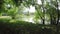 Turtles sleeping on the banks of the park pond