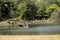 Turtles on the stone islet Houraijima on the pond of Rikugien Pa