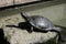 Turtles on the street of Shizuoka, Japan. Some of Japanese people still eat turtles for energy food. Shizuoka is a prefecture loca