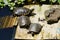 Turtles in the sun at Monte Palace Tropical Garden in Funchal