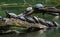 Turtles sunbathing on a driftwood