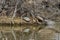 Turtles sunbathing on lake island