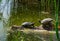 Turtles sunbathing on a log