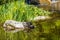 Turtles sunbathing on a rock in park