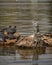 Turtles sunbathing on a rock in a park pond around a statue of a cat