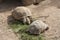 Turtles Sunning photo