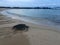 Turtles during Sunrise at Poipu Beach on Kauai Island in Hawaii.