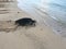 Turtles during Sunrise at Poipu Beach on Kauai Island in Hawaii.