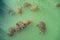 Turtles swimming in turquoise water. People feed the turtles in the water. Group of turtles in Side, Antalya, Turkey aerial drone