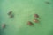 Turtles swimming in turquoise water. People feed the turtles in the water. Group of turtles in Side, Antalya, Turkey aerial drone