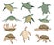 Turtles in various poses, characters collection. Set of green sea or ocean tortoise and land turtle in different actions