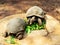 Turtles are very long-lived reptiles. Herbivorous