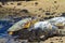 Turtles on volcanic beach