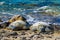 Turtles on volcanic beach