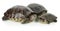 Turtles on white background