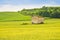 Tuscan countryside with cornfield in the foreground Italy - Im