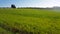 Tuscan countryside: Green meadows in spring with cypresses and olive trees