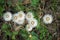 Tuscan countryside, Maremma, close-up photo of flowers blossoms, Taraxacum officinale.