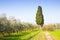 Tuscan countryside with olive grove and cypress tree