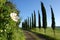 A Tuscan cypress alley in the great green fields