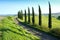 A Tuscan cypress alley in the great green fields