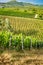 Tuscan grape vines glow in the summer sun