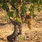 Tuscan grapes