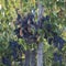 Tuscan Grapes--Ready for the Harvest