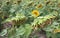 Tuscan green field of panoramic yellow sunflowers