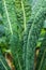 Tuscan kale super food growing in garden