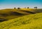 Tuscan landscape with multicolored rolling hills and cypress tree