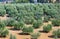 Tuscan landscape with olives trees.