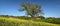 Tuscan landscape with  tree in a field of yellow canola flowers and stunning blue sky.