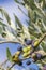 Tuscan olive tree, olives in various stages of ripening, soft focus background