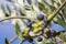 Tuscan olive tree, olives in various stages of ripening, soft focus background