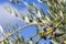 Tuscan olive tree, olives in various stages of ripening, soft focus background