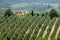 Tuscan olive trees