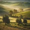 Tuscan olive trees and fields , Italy