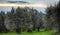 Tuscan olive trees and landscape fields in the area of Florence