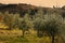 Tuscan olive trees and landscape fields in the area of Florence