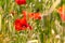 Tuscan Poppy Flower And Seed Capsules