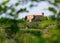 Tuscan rural landscape